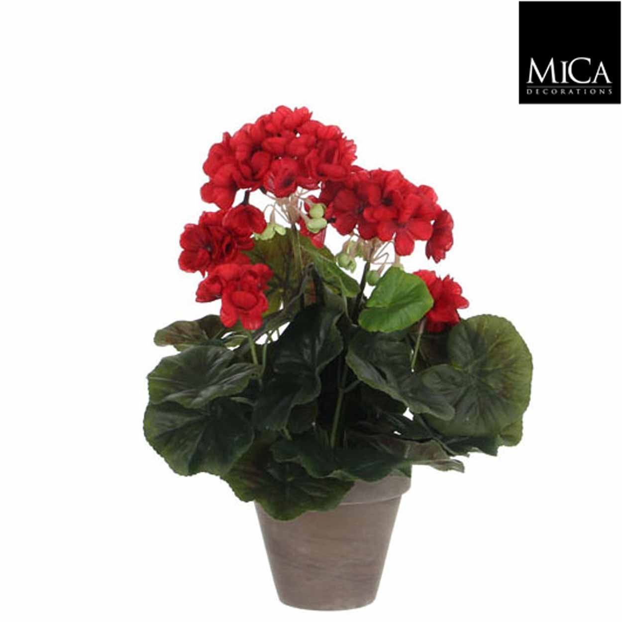 Geranium Red in Grey Pot