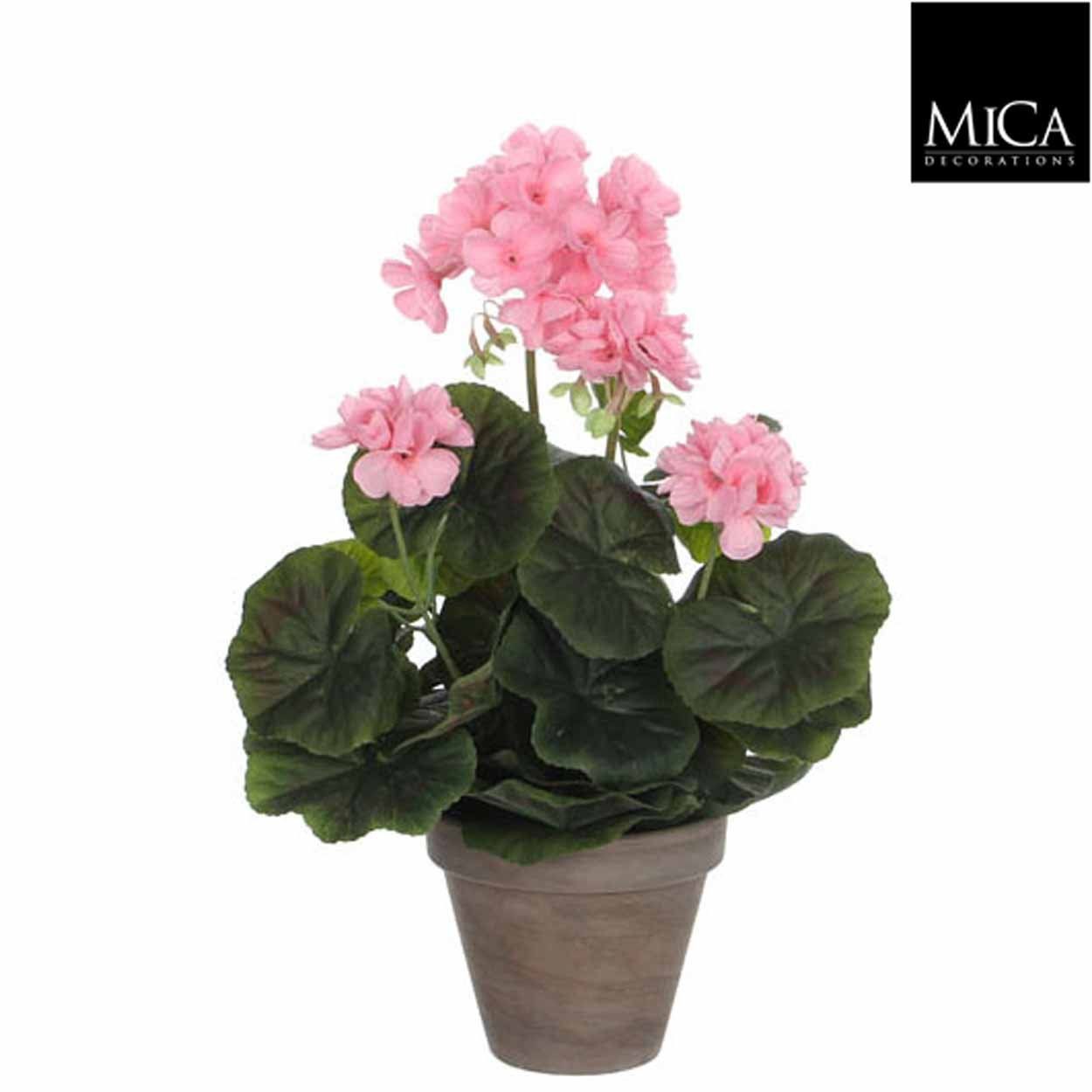 Geranium Pink in Grey Pot