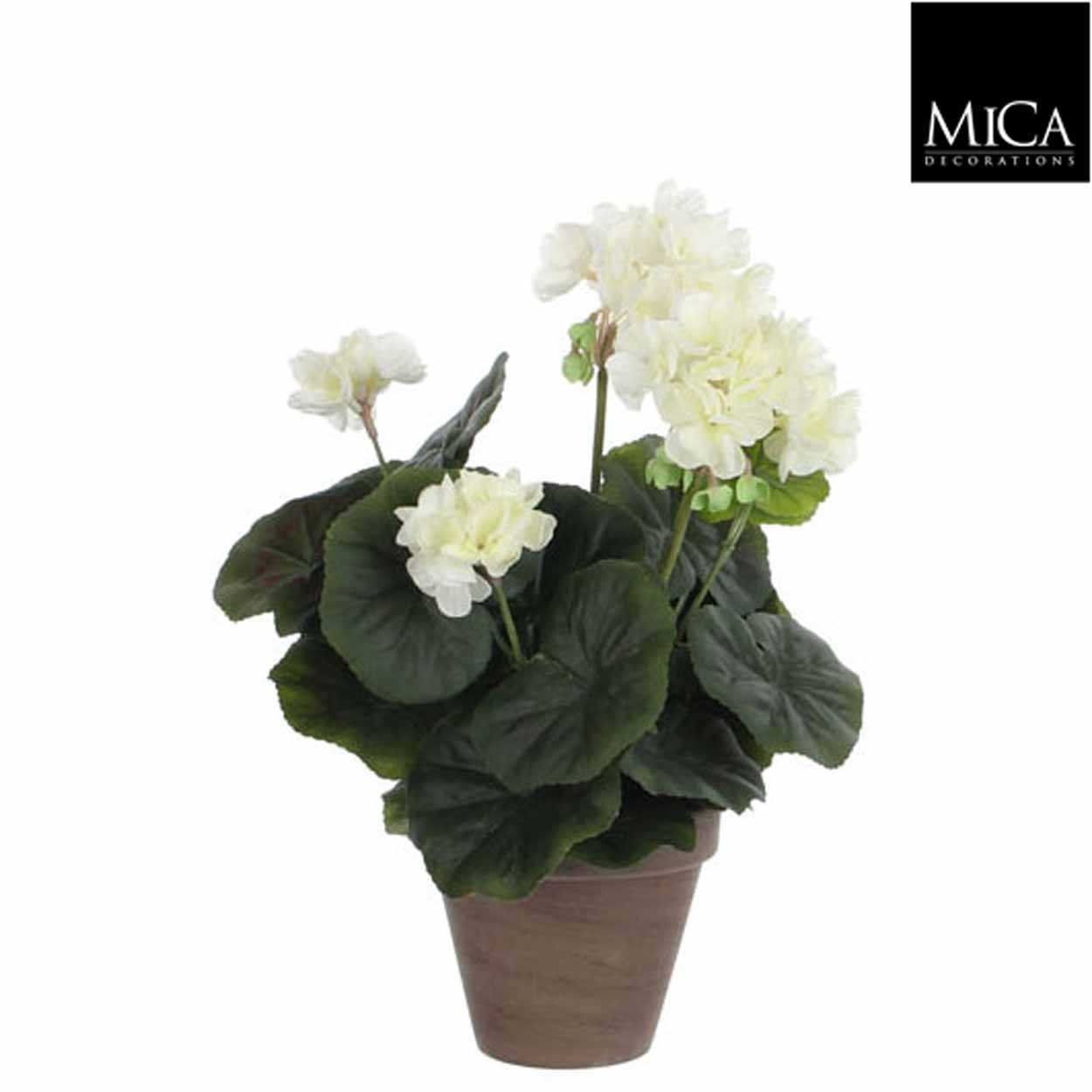 Geranium Cream in Grey Pot