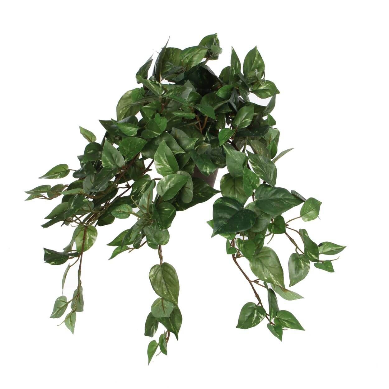 Scindapsus Hanging Plant