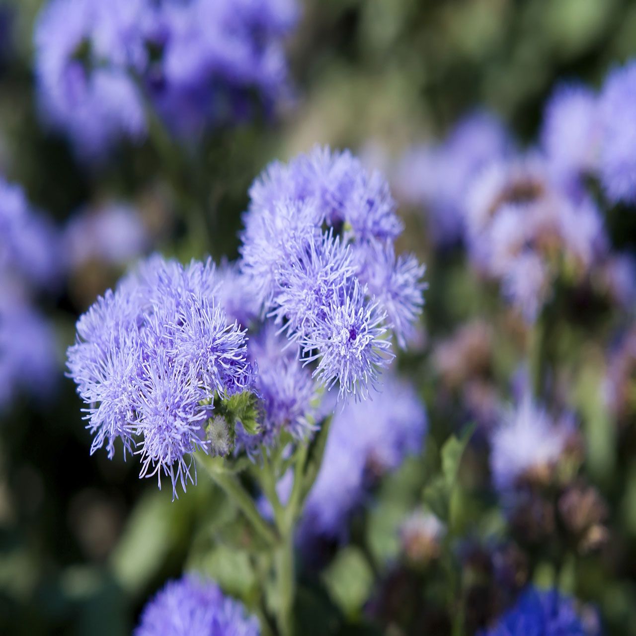 10Pk Ageratum