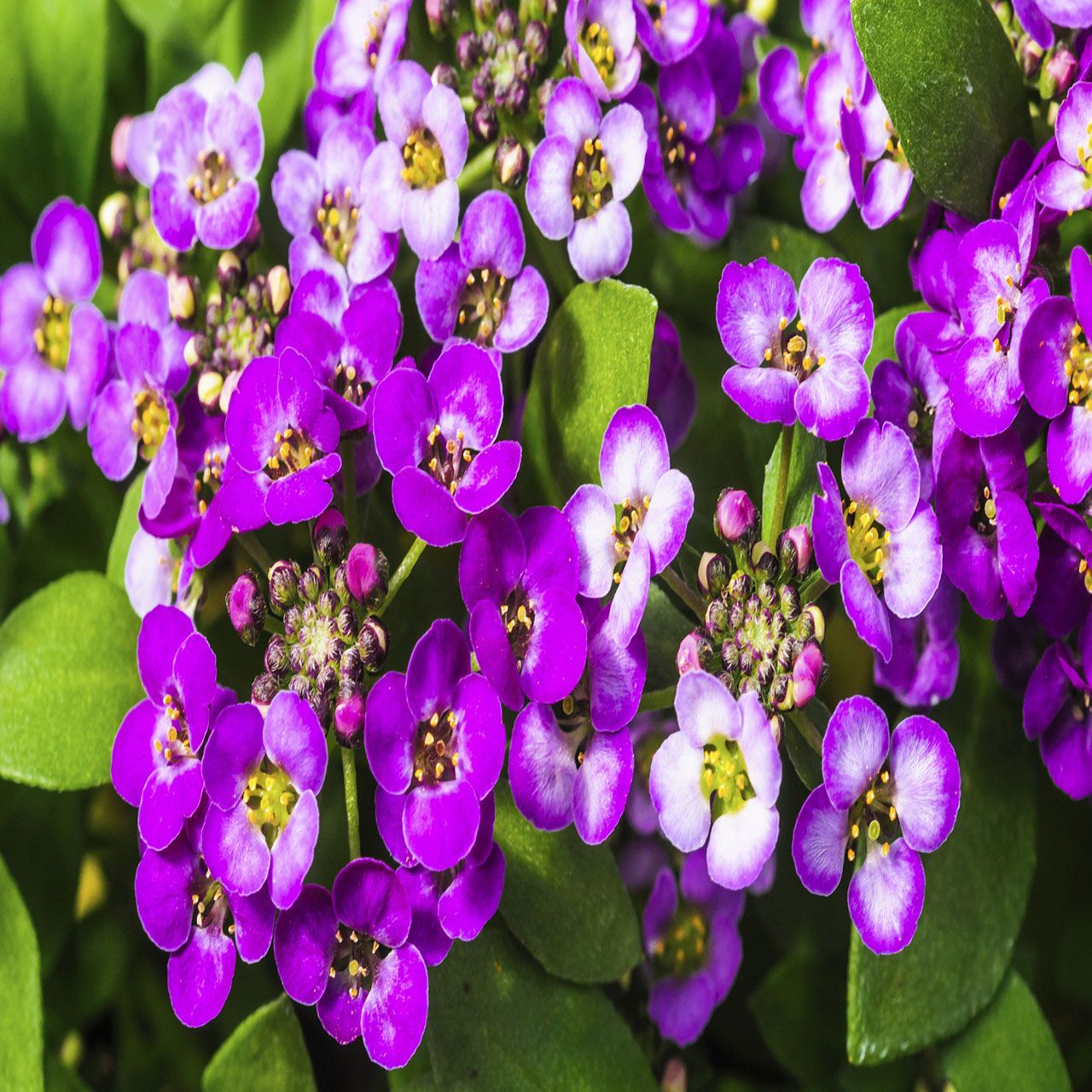 10Pk Alyssum
