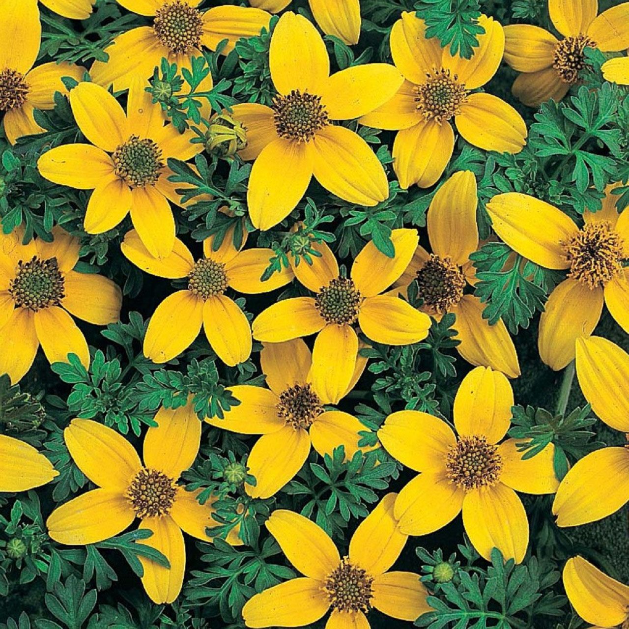 4Pk Trailing Bidens