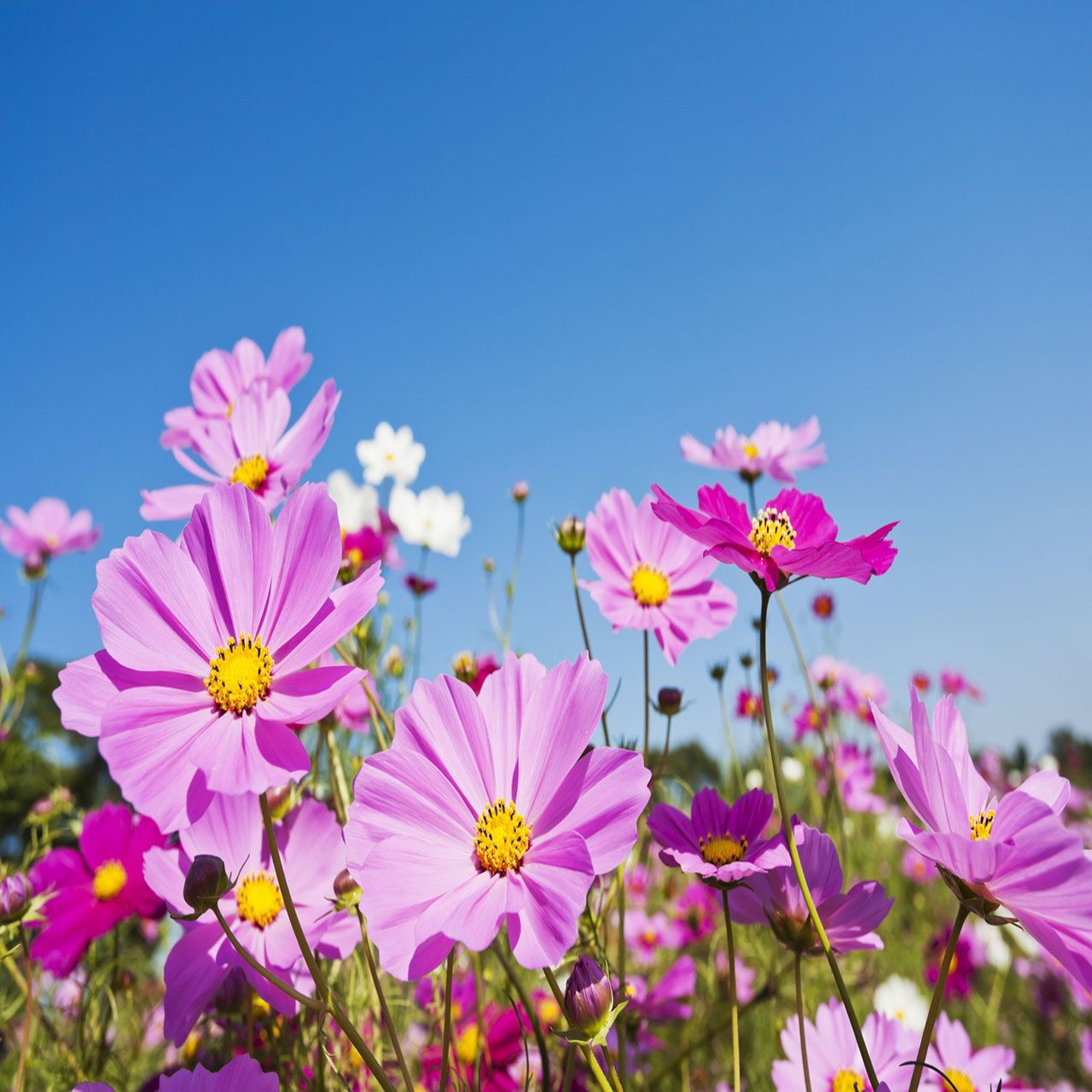 6Pk Jumbo Cosmos
