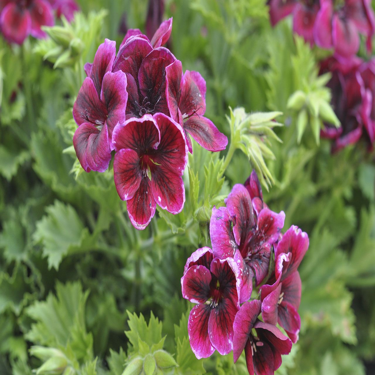 4Pk Trailing Geranium