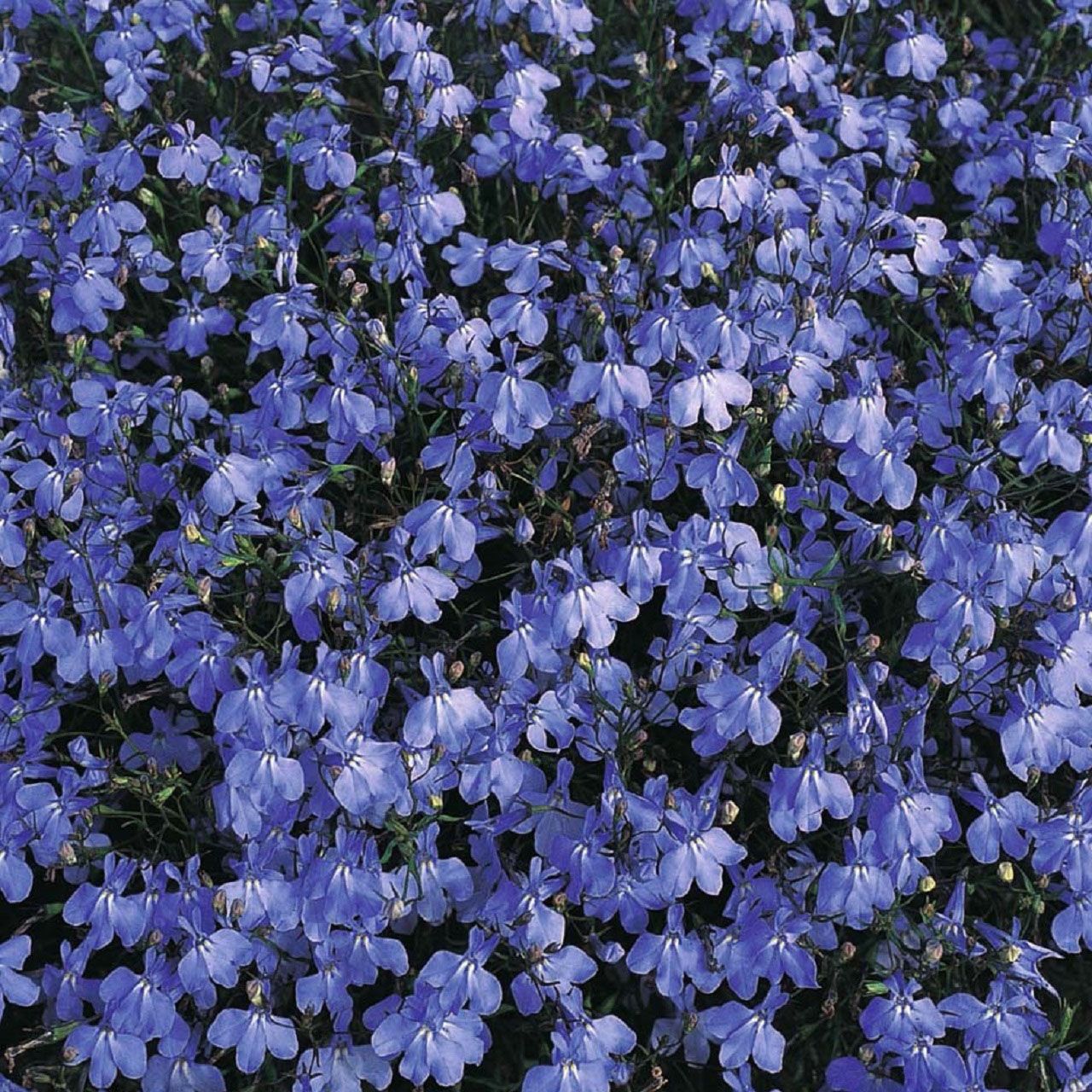 4Pk Trailing Lobelia