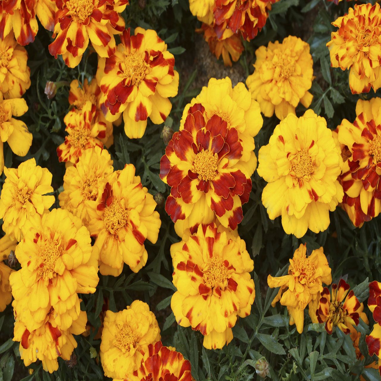 10Pk French Marigolds