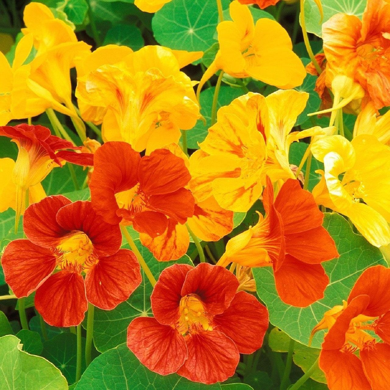 10Pk Nasturtium