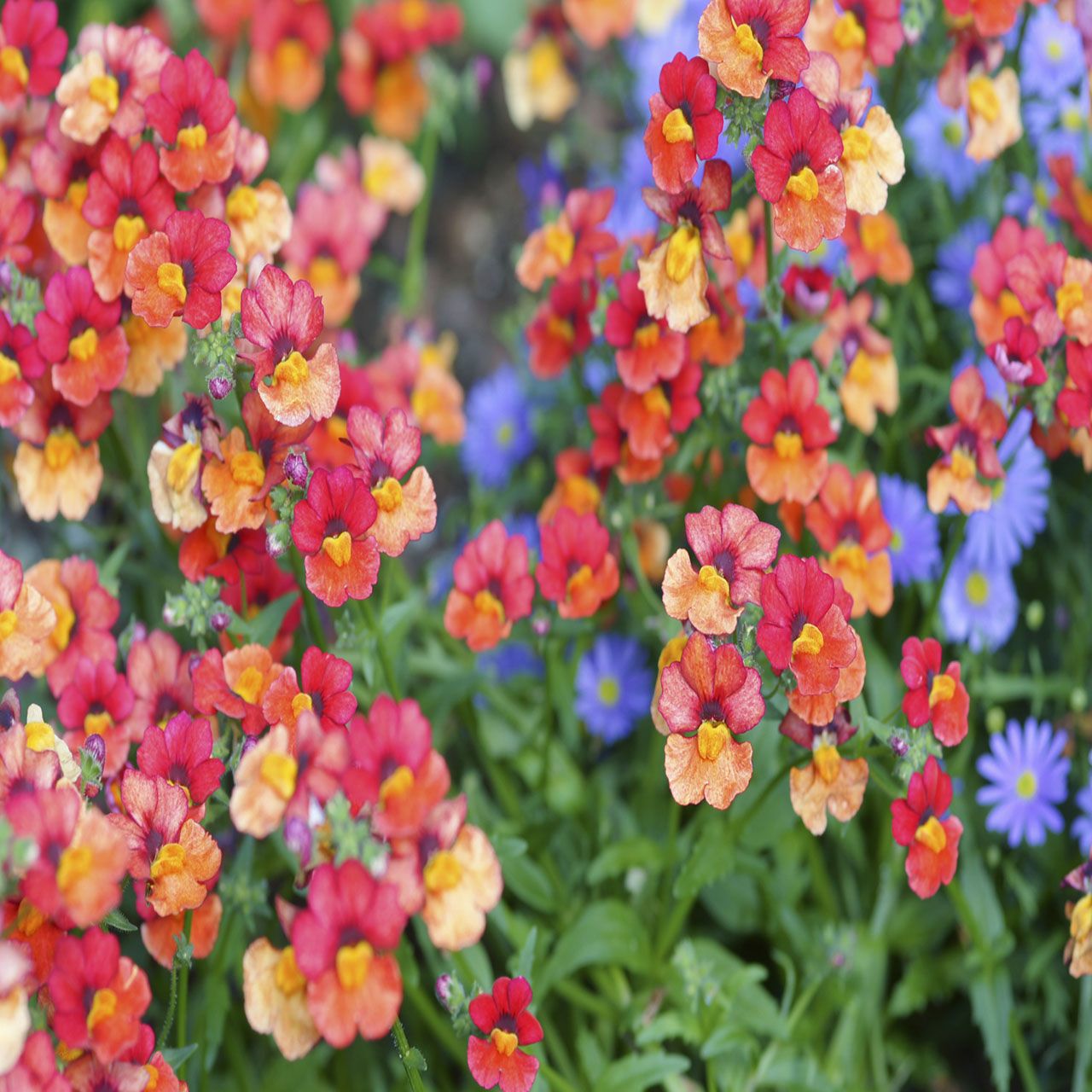 4Pk Trailing Nemesia
