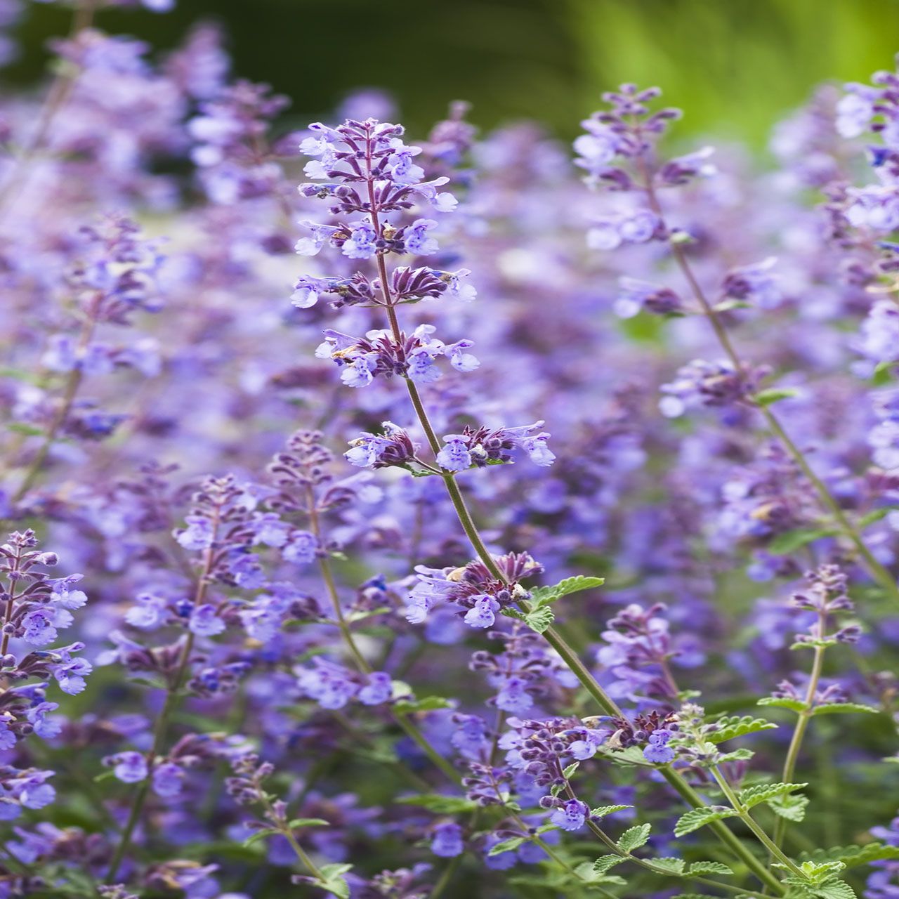 4Pk Trailing Nepeta