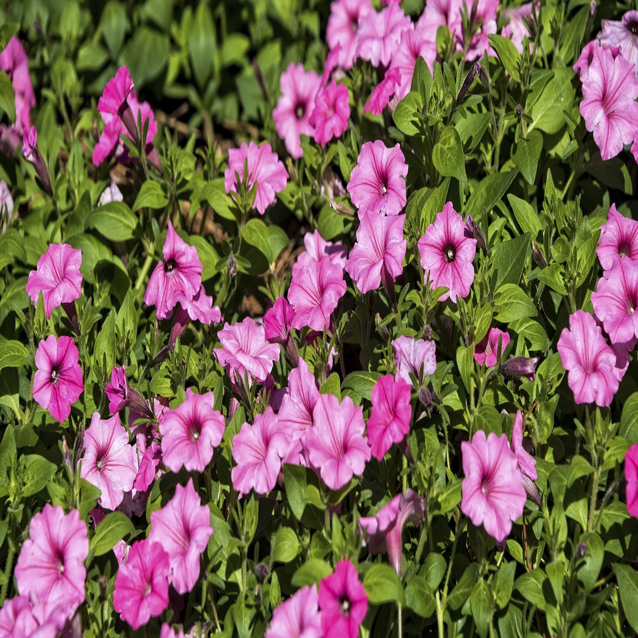 Petunia Trailing 10.5cm