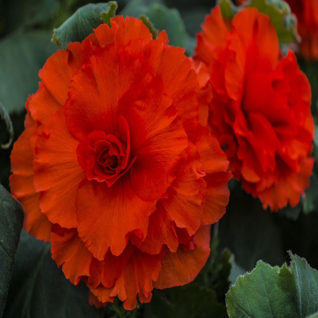6Pk Patio Trailing Begonia