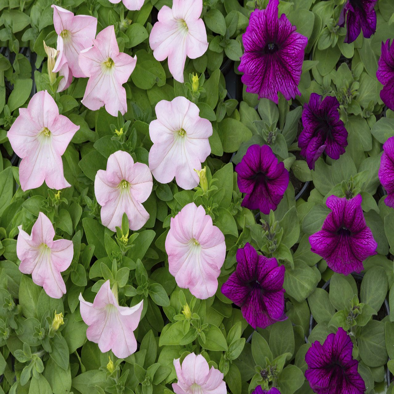4Pk Trailing Petunia