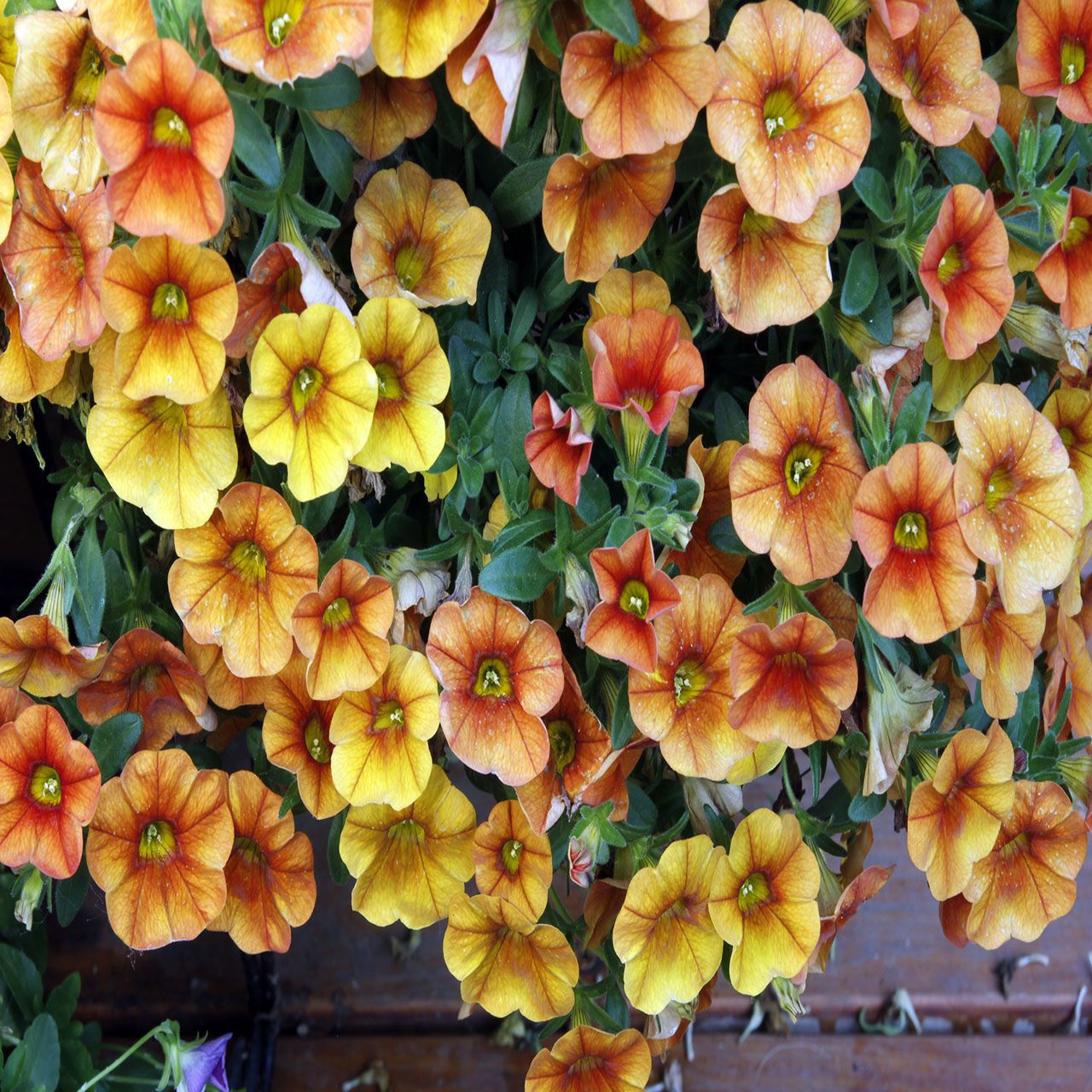 6Pk Jumbo Million Bells Orange