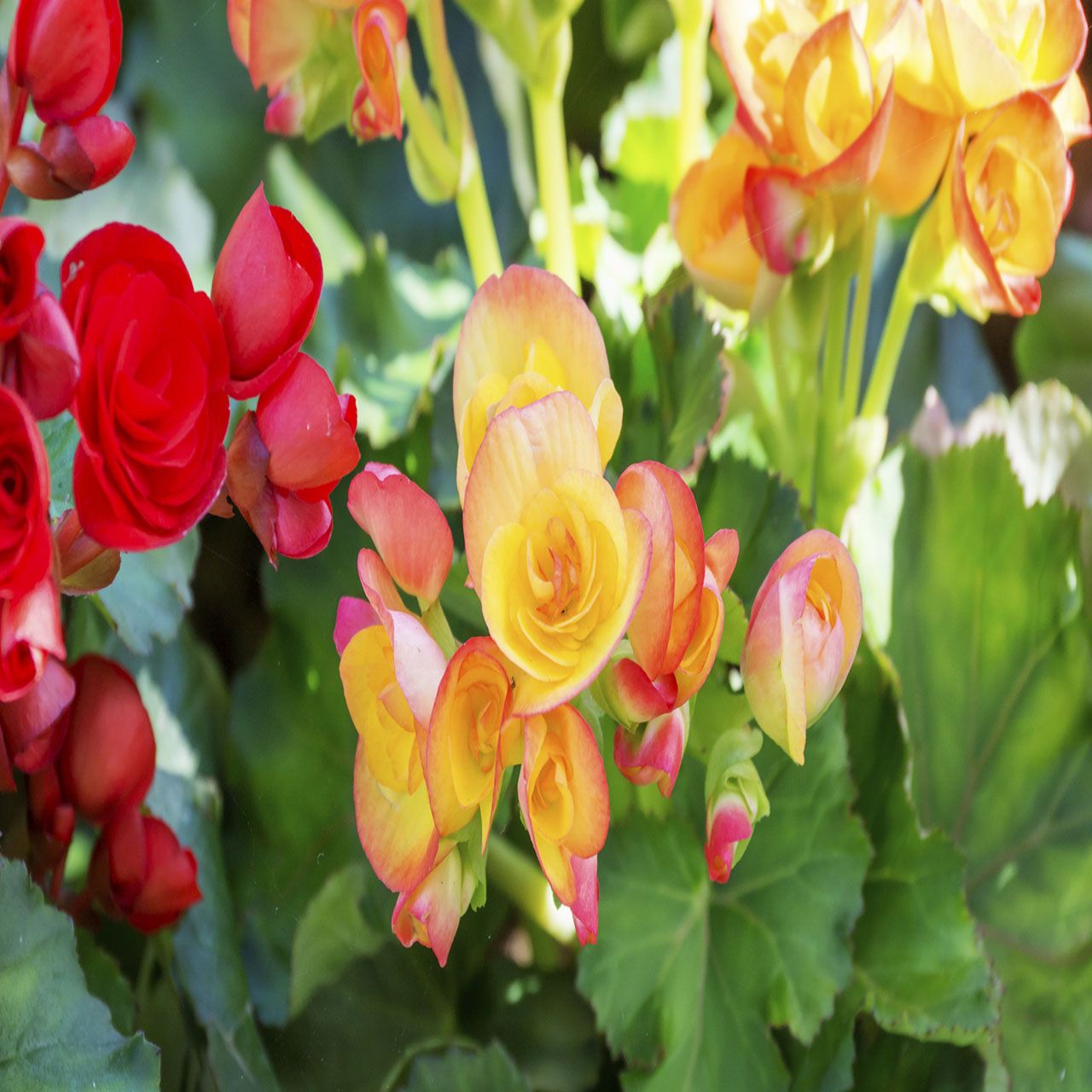 6Pk Patio Non Stop Begonia