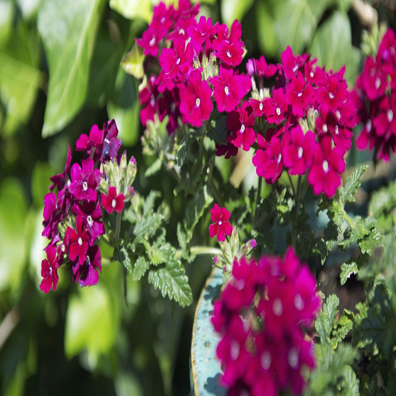 4Pk Trailing Verbena