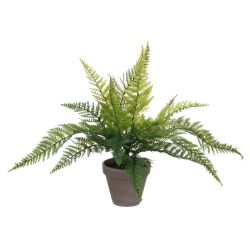 Fern 40cm Plant in Pot