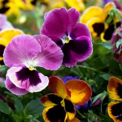 10Pk Autumn/Winter Pansies