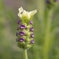 Purple Lavandula Sto Tiara 2L