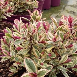 2L Hebe Rhubarb Custard