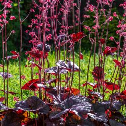 Heuchera 'Hollywood' 2L