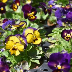 Viola Autumn/Winter 6 Pack