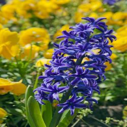 Hyacinth