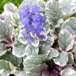Ajuga 13cm