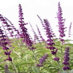 Salvia Rose Queen 13cm