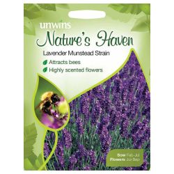 NH Lavender Munstead Strain