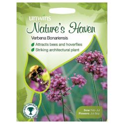 NH Verbena Bonariensis