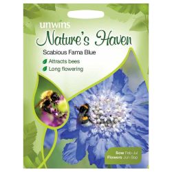 NH Scabious Fama Blue
