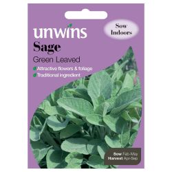 Herb Sage Green Leaved