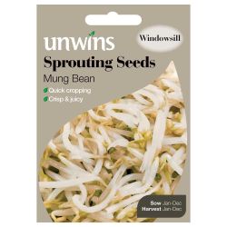 Sprouting Seeds Mung Bean
