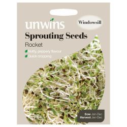 Sprouting Seeds Rocket