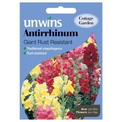 Antirrhinum Giant Rust Resistant