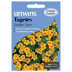 Tagetes Golden Gem