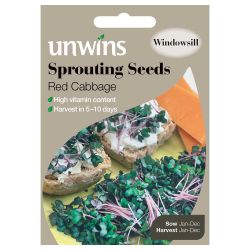 Sprouting Seeds Red Cabbage