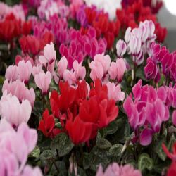 Cyclamen 6 Pack