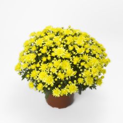 Chrysanthemum 2 Litre Plant