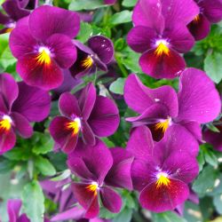 Viola Combinations 13cm