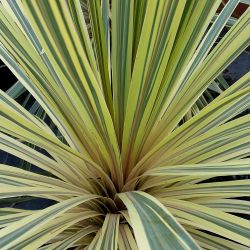 2L Dark Green Cordyline Torbay Dazzler