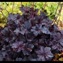 2L Heuchera Obsidian
