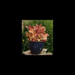 2L Heuchera Marmalade