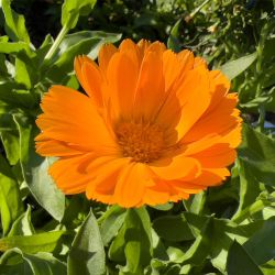 Calendula 1.5L