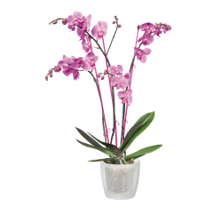 Elho Brussels Orchid 12.5cm Transparent