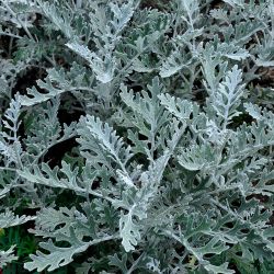 4Pk Cineraria Silver Dust