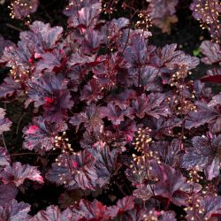 4Pk Heucrera Purple Palace