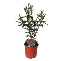 Prunus Lusitancia 13cm