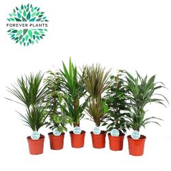 Mixed Medium Specimen Plants